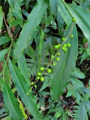 Alpinia intermedia