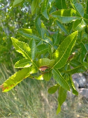 Bursera excelsa