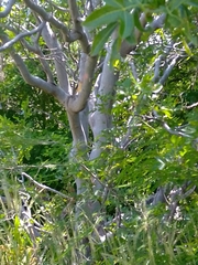 Bursera excelsa