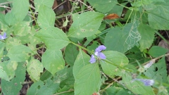 Coleosporium campanulae