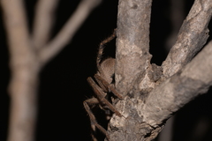 Isopedella saundersi