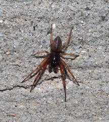 Trachelas tranquillus