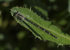 Enallagma carunculatum