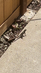 Sceloporus occidentalis