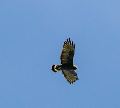 Buteo albonotatus