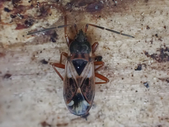 Eremocoris borealis