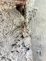 Latrodectus