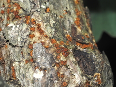 Amphilogia gyrosa