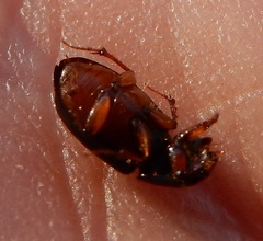 Ataenius spretulus