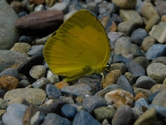 Eurema andersoni