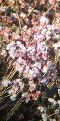 Eriogonum fasciculatum