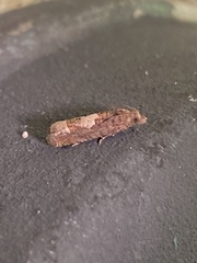Eucosma parmatana