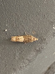 Eucosma parmatana