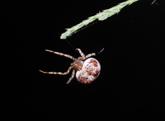Mastophora hutchinsoni