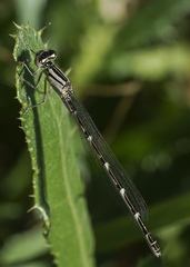 Enallagma carunculatum
