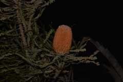 Banksia ashbyi