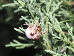 Mastophora hutchinsoni