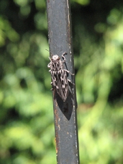 Chalcophora angulicollis