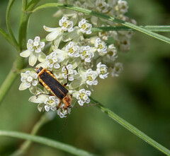 Chauliognathus obscurus
