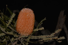 Banksia ashbyi