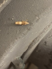 Eucosma parmatana