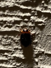 Hydaticus bimarginatus