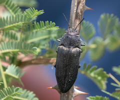 Buprestidae