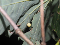 Acraspis pezomachoides