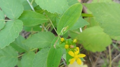 Caloptilia hypericella