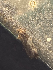 Eucosma parmatana