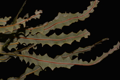 Banksia ashbyi