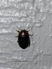 Hydaticus bimarginatus