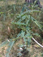 Prosopis
