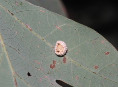 Acraspis pezomachoides