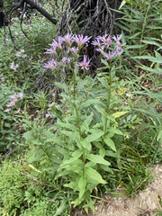 Eucephalus engelmannii