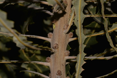Banksia ashbyi