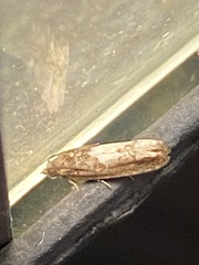 Eucosma parmatana