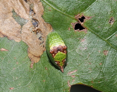Prolimacodes badia