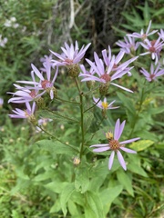 Eucephalus engelmannii