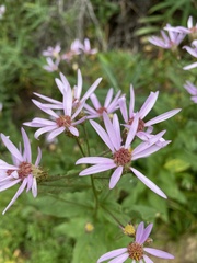 Eucephalus engelmannii