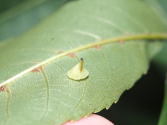 Caryomyia sanguinolenta