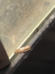 Eucosma parmatana