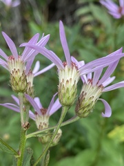 Eucephalus engelmannii