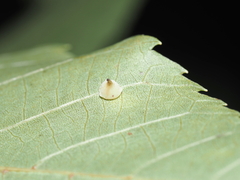 Caryomyia sanguinolenta