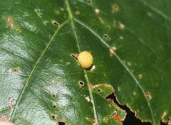 Acraspis pezomachoides