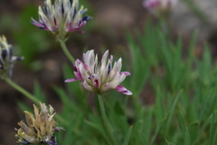 Trifolium dasyphyllum