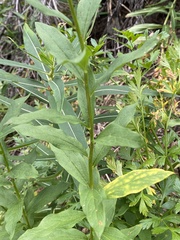 Eucephalus engelmannii