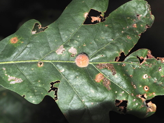 Druon quercusflocci