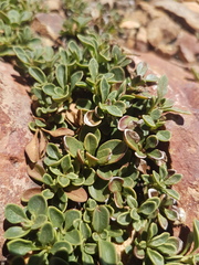 Penstemon davidsonii