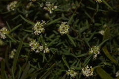 Monotaxis bracteata